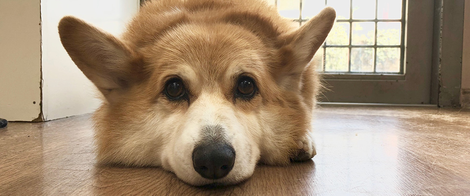東京都文京区のトリミングサロン 犬の美容室 ぽち